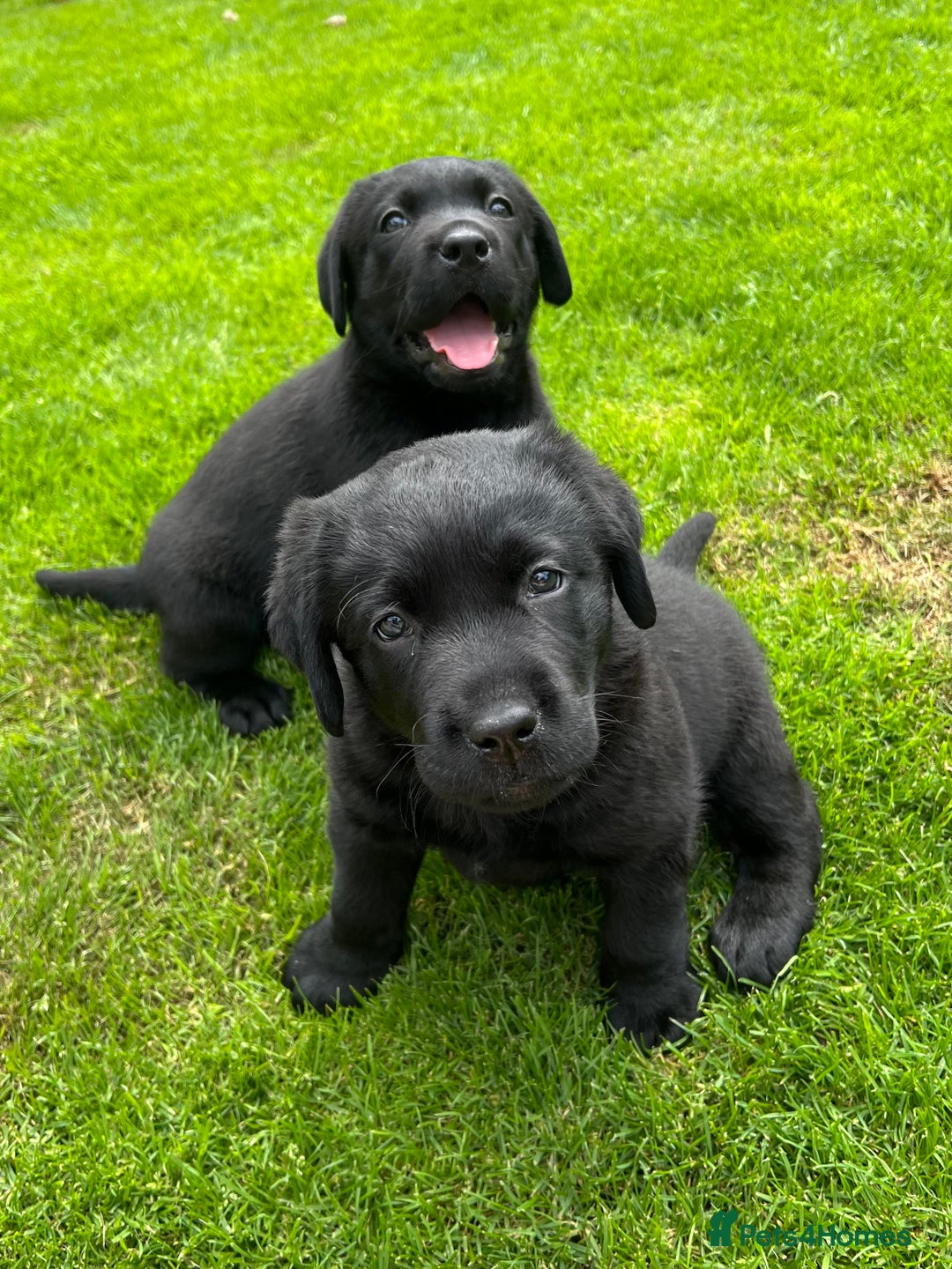Labrador Retriever dogs for sale: 2 Show Type Black Boys - KC Reg Chunky Pups - Image 2