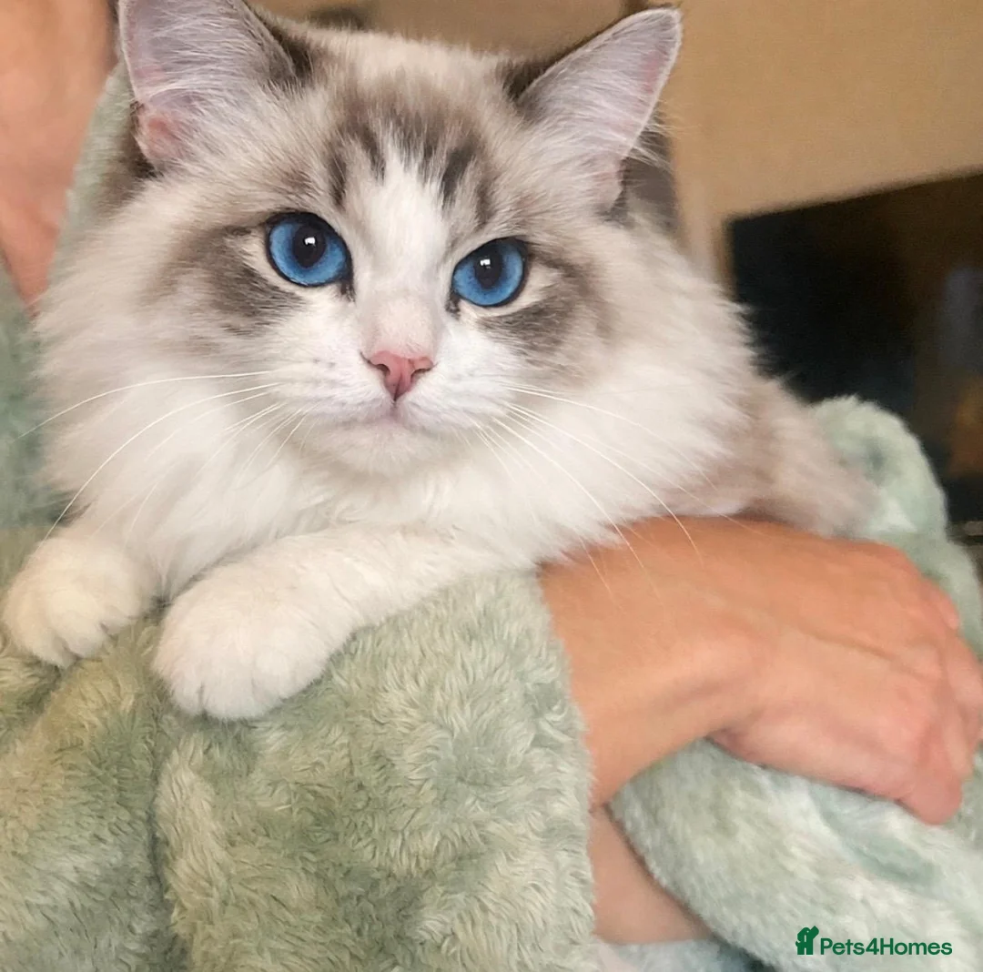 Mixed Breed cats for sale: Ragdoll x - Advert 9