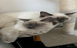 Ragdoll cats for sale: Milo & Mila my beloved cats  - Image 14
