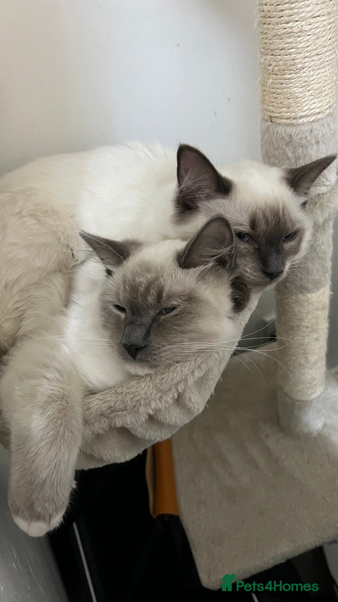 Ragdoll cats for sale: Milo & Mila my beloved cats  - Image 14
