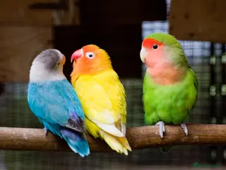 Lovebirds birds Lovebirds - Advert 10