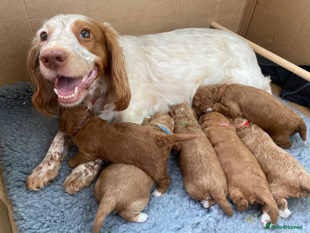 Cockapoo dogs for sale: 2 beautiful 6 month old trained cockapoo girls  - Advert 1