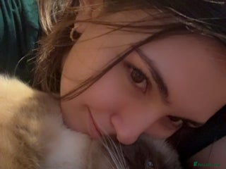 Siamese cats Moro, a boy - Advert 4