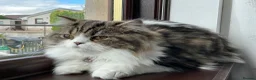 Scottish Fold cats for sale: Scottish fold looking for a lovely home  in Aberdeen - Advert 3