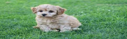 Cavapoochon dogs for sale: CAVAPOOCHON PUPPIES FOR SALE - Advert 34