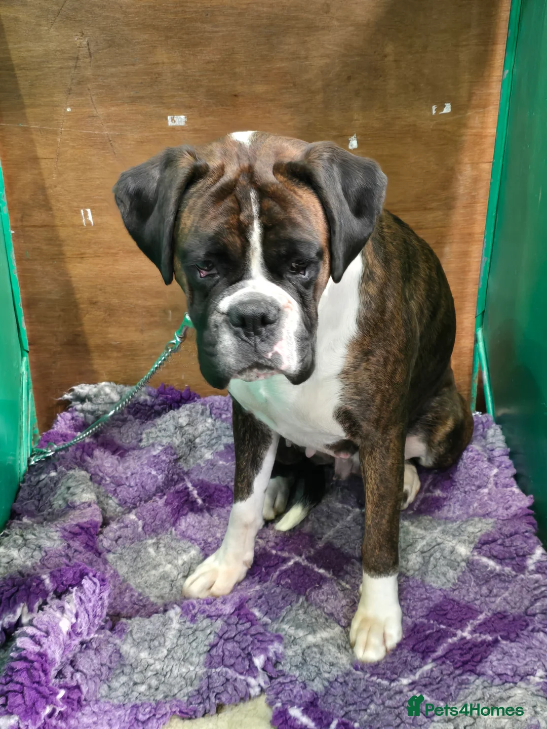 Boxer dogs for sale: 2 Stunning KC Brindle Boxer Bitches available.  - Advert 12