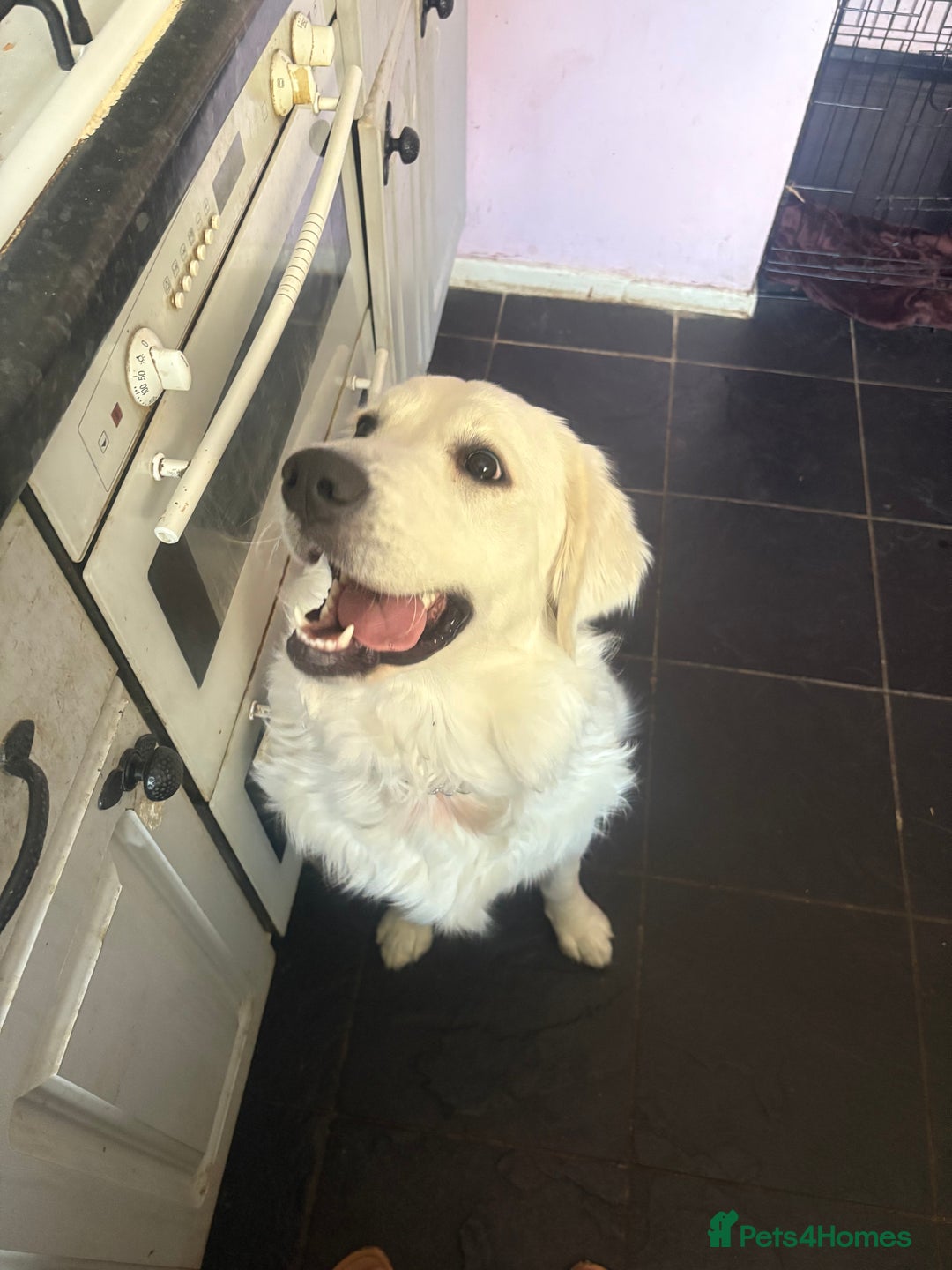 Golden Retriever dogs for sale: Golden retriever Stanley 14 months old - Advert 4