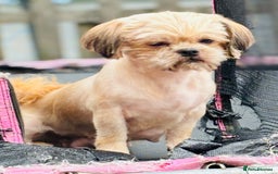 Shih Tzu dogs for sale: Pretty kc reg shih tzu puppy girl  - Image 10
