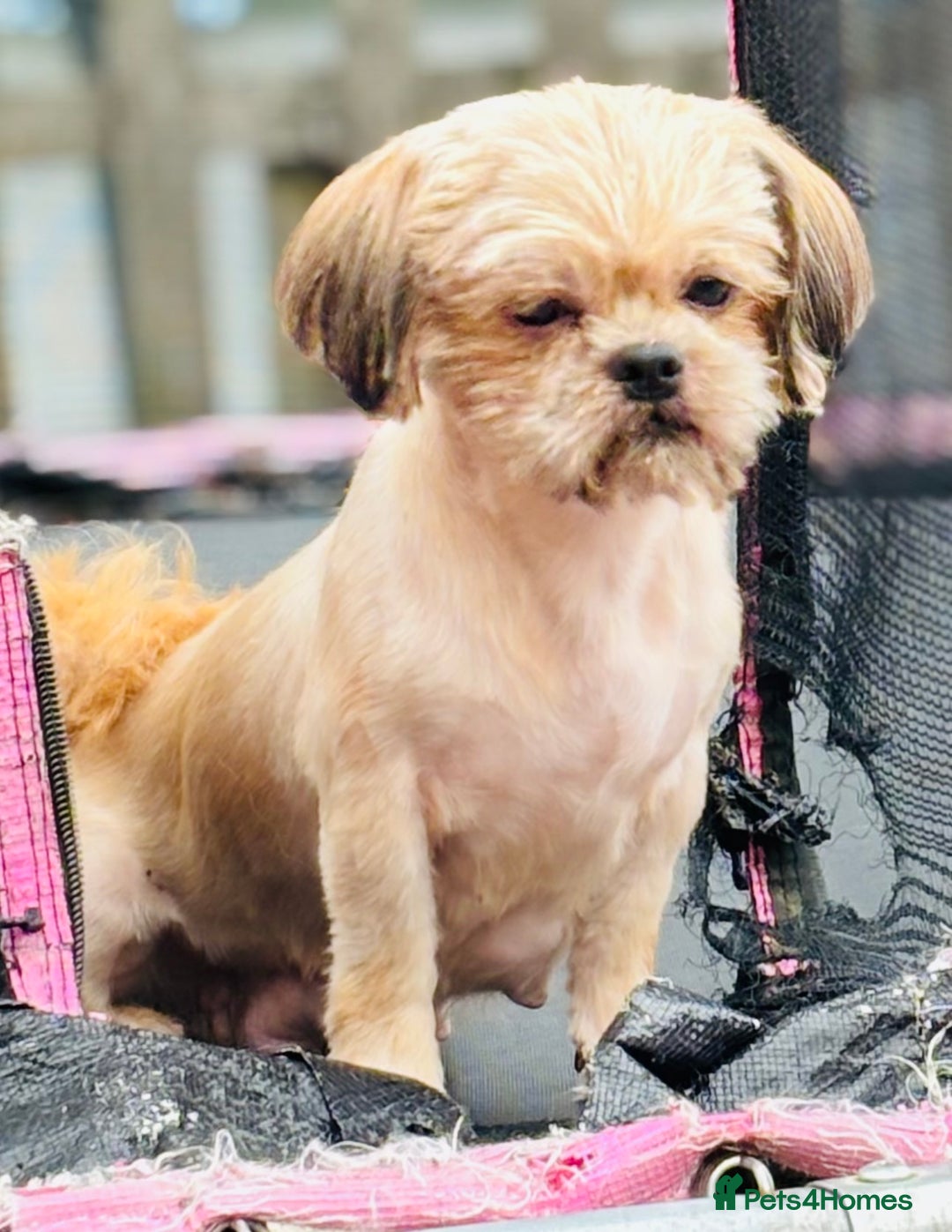 Shih Tzu dogs for sale: Pretty kc reg shih tzu puppy girl  - Image 10