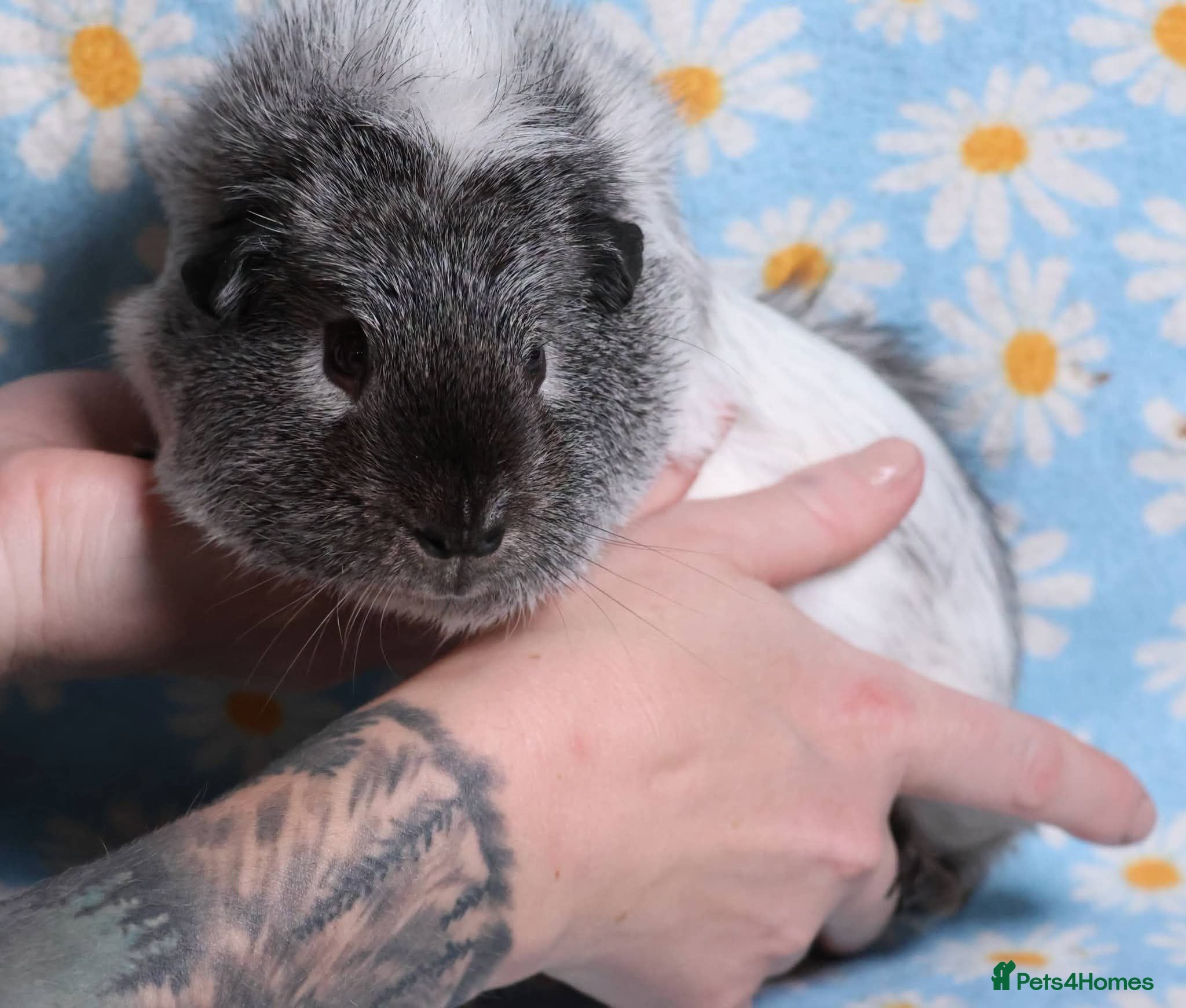 Guinea Pig rodents Beautiful guinea pigs - Advert 1