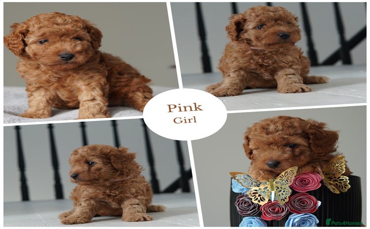 Cavapoo dogs - Advert 1