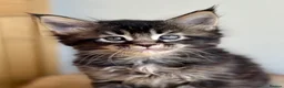 Maine Coon cats for sale: Beautiful Maine coon kittens - Advert 18