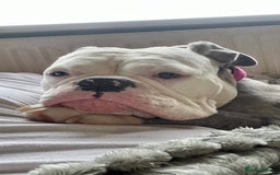 Old Tyme Bulldog dogs for sale: Old tyme English bulldog ( 3 years old )  - Image 6