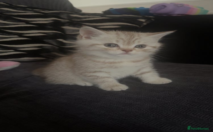British Shorthair cats - Advert 1