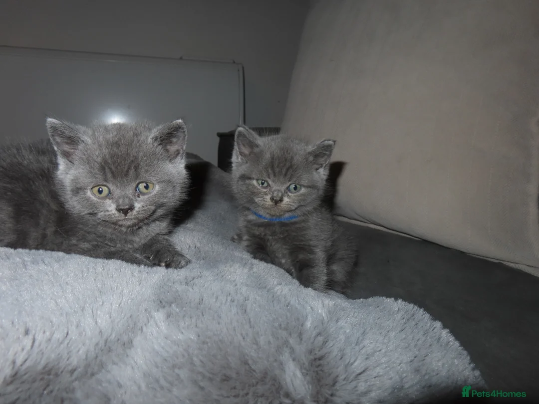 British Shorthair cats for sale: GCCF Registered British Shorthair Kittens✨ in Basildon - Advert 20