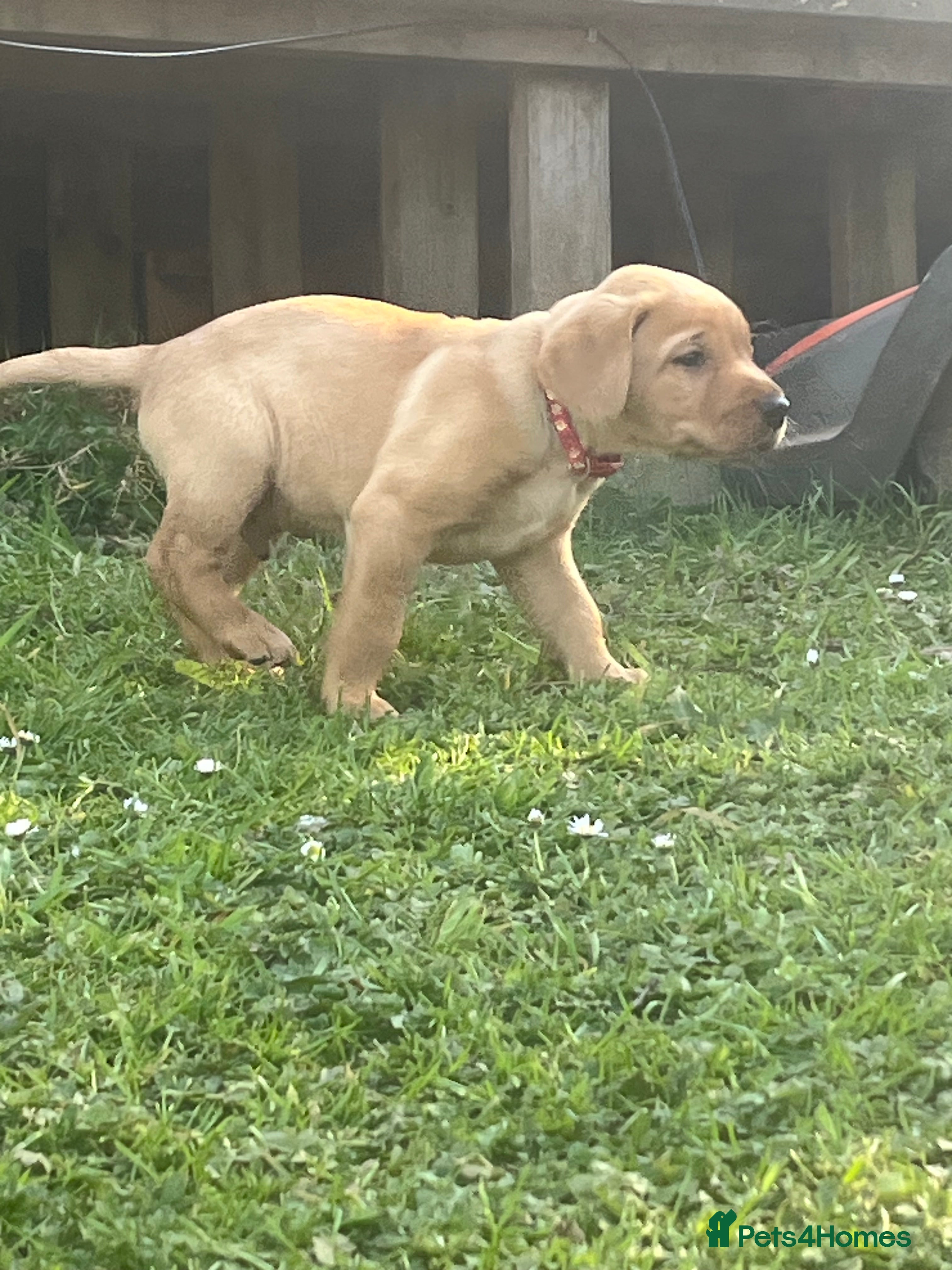 Labrador Retriever dogs for sale: Labrador Puppies out of FTCH - Advert 12