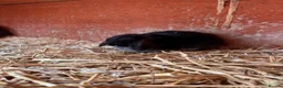 Mini Lop rabbits for sale: 3 beautiful rabbits for reserve  - Advert 5