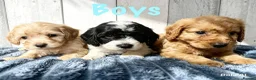 Mixed Breed dogs for sale:  🐾 READY NOW - Cavapoochon Puppies 🐾 - Advert 6