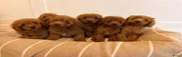 Labradoodle dogs for sale: LICENSED BREEDER TOY MINIATURE LABRADOODLES   - Advert 2
