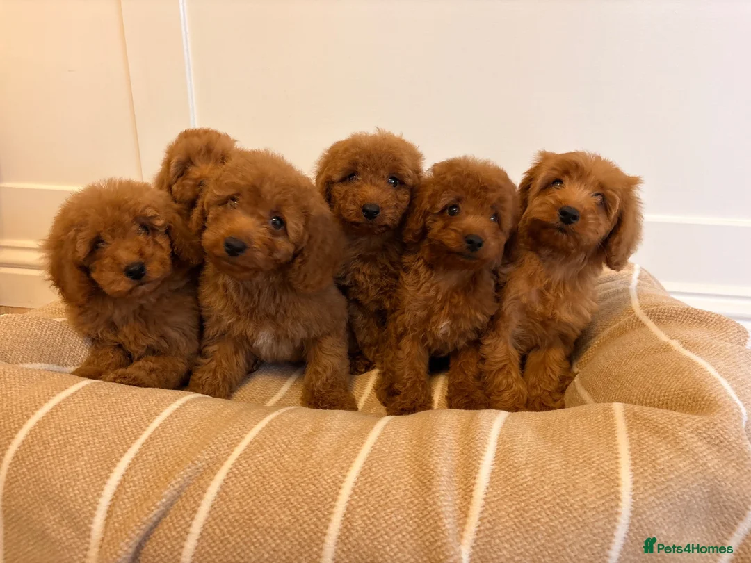 Labradoodle dogs for sale: LICENSED BREEDER TOY MINIATURE LABRADOODLES   - Advert 2