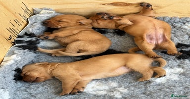Labrador Retriever dogs Red Fox Lab Puppies,  - Advert 1