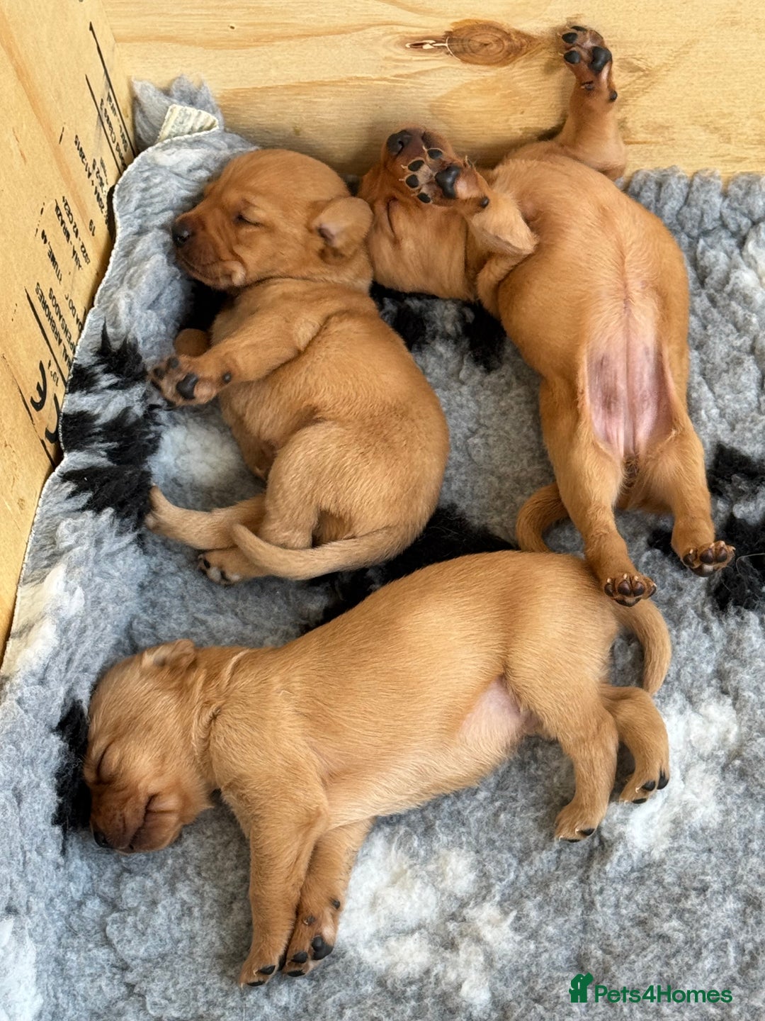 Labrador Retriever dogs for sale: Red Fox Lab Puppies,  - Advert 3