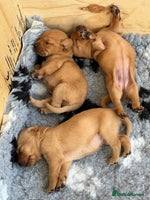 Labrador Retriever dogs Red Fox Lab Puppies, - Advert 1