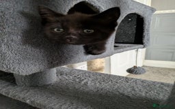 Mixed Breed cats for sale: 2 black kittens available  - Image 4