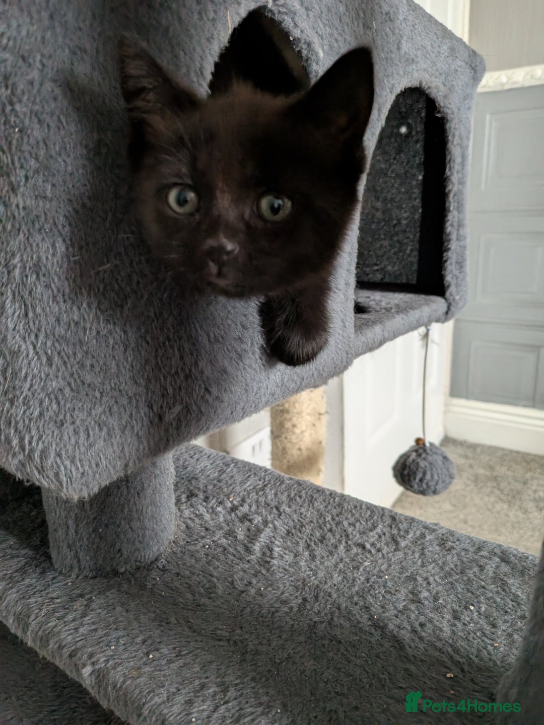 Mixed Breed cats for sale: 2 black kittens available  - Image 4