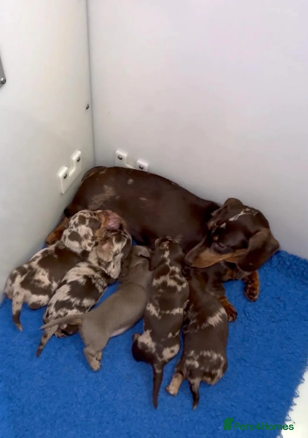 Miniature Dachshund dogs for sale:  Beautiful Miniature Puppies Available in Plymouth - Advert 2