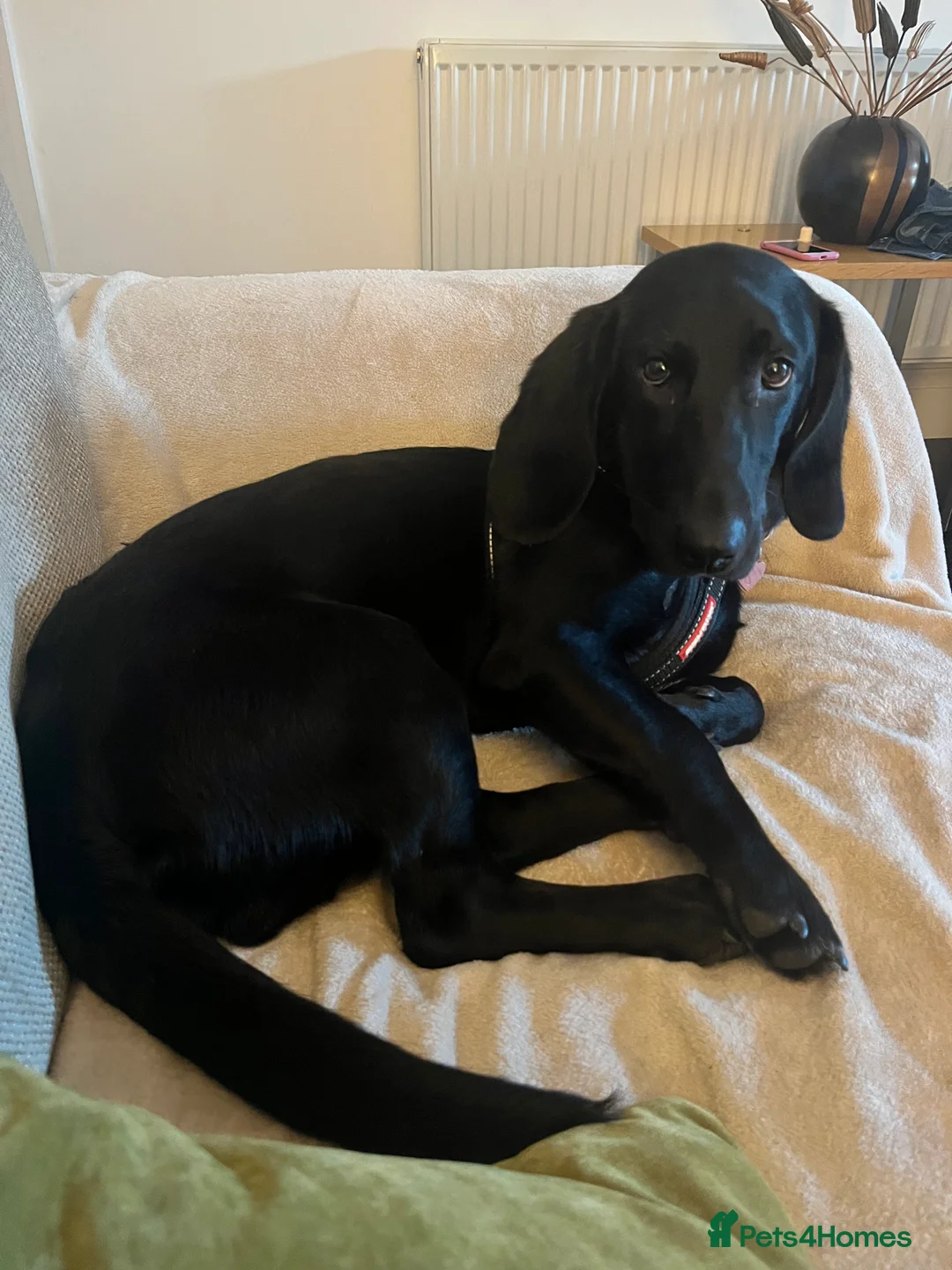 Mixed Breed dogs for sale: Otis - 1 year old Bassador male  in Bolton - Advert 4
