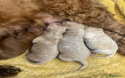 Cockapoo dogs for sale: Beautiful F2 Cockapoo Puppies PRA CLEAR  - Image 4