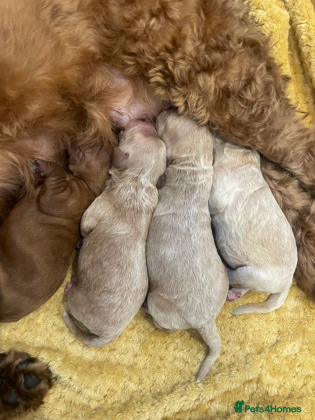 Cockapoo dogs for sale: Beautiful F2 Cockapoo Puppies PRA CLEAR  - Image 4