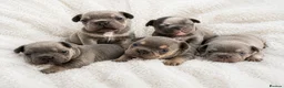 French Bulldog dogs for sale: Stunning French bulldogs 🐶 in Grays - Advert 1