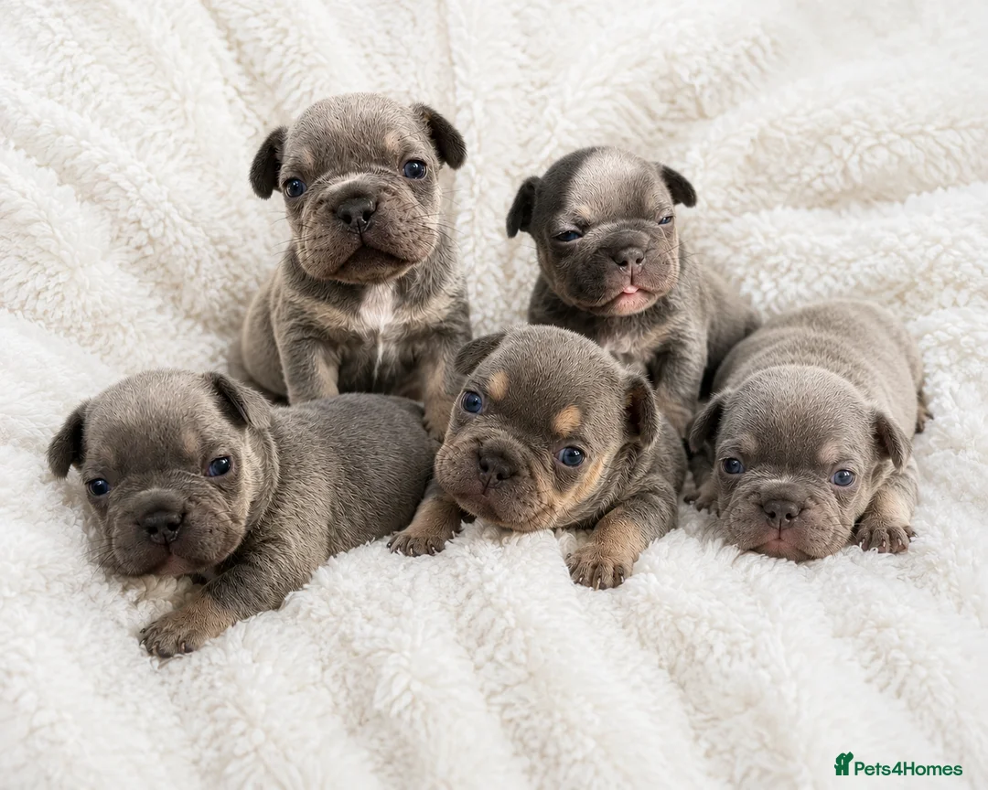 French Bulldog dogs for sale: Stunning French bulldogs 🐶 in Grays - Advert 1