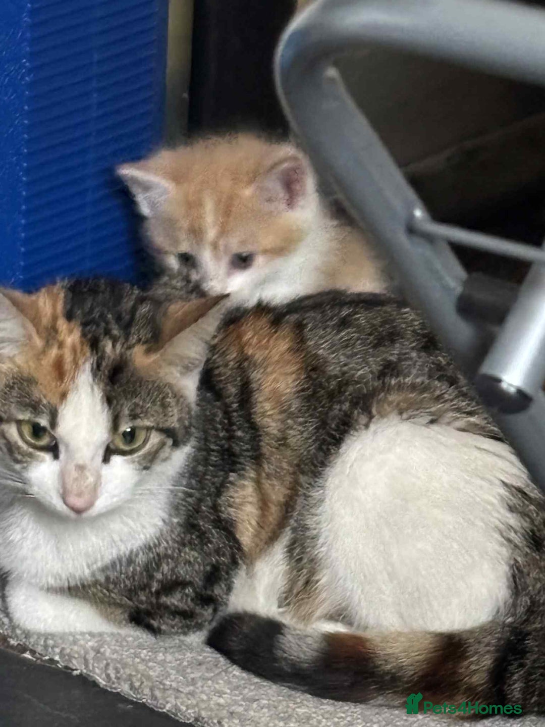 Mixed Breed cats for sale: Ginger blonde and ginger tabby  - Image 5
