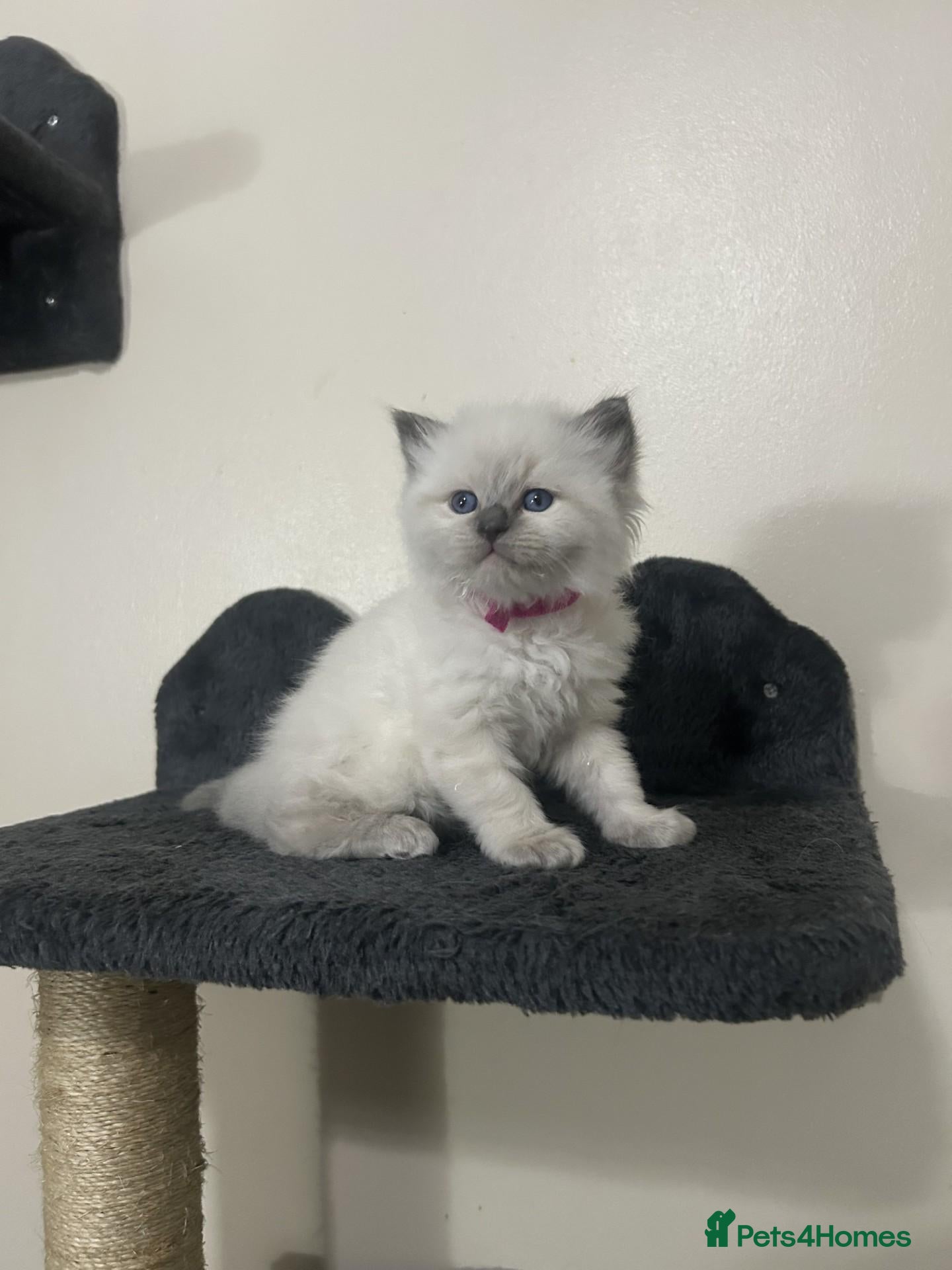 Ragdoll cats 🐾 TICA registered Ragdoll Kittens 🐾 - Advert 2
