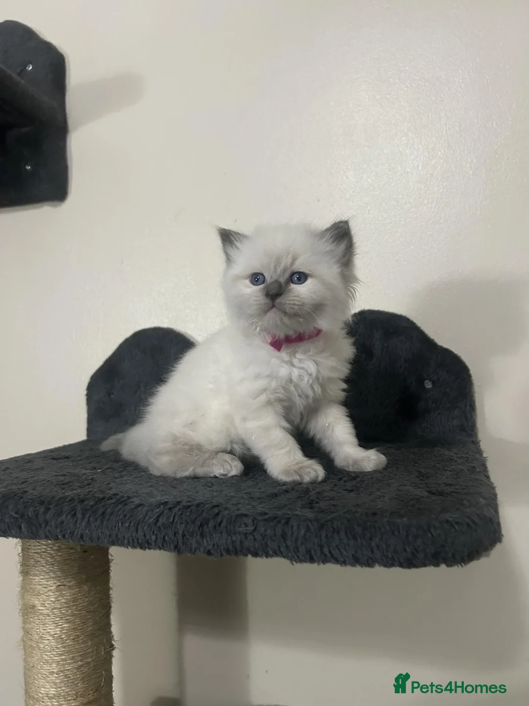 Ragdoll cats for sale: 🐾 TICA registered Ragdoll Kittens 🐾 in Dewsbury - Advert 2