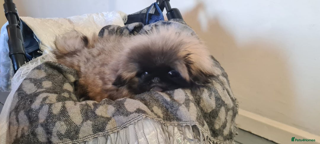 Pekingese dogs for sale: Pekingese  - Advert 2