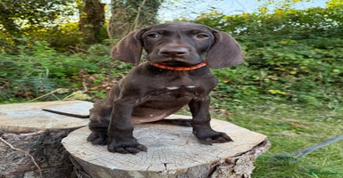 German Shorthaired Pointer dogs - Advert 1