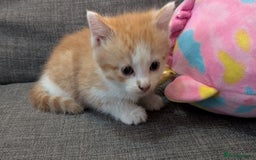 Mixed Breed cats for sale: Kitten for sale , ready to go asap  - Image 8