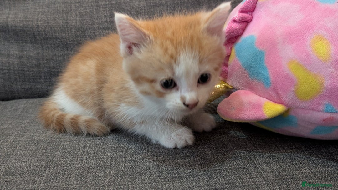 Mixed Breed cats for sale: Kitten for sale , ready to go asap  - Image 8