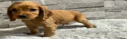 Cocker Spaniel dogs for sale: Show cocker spaniel puppies  - Advert 13