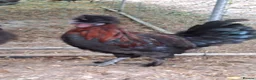Chickens poultry for sale: Polish x silkie Roosters in Bude - Advert 13