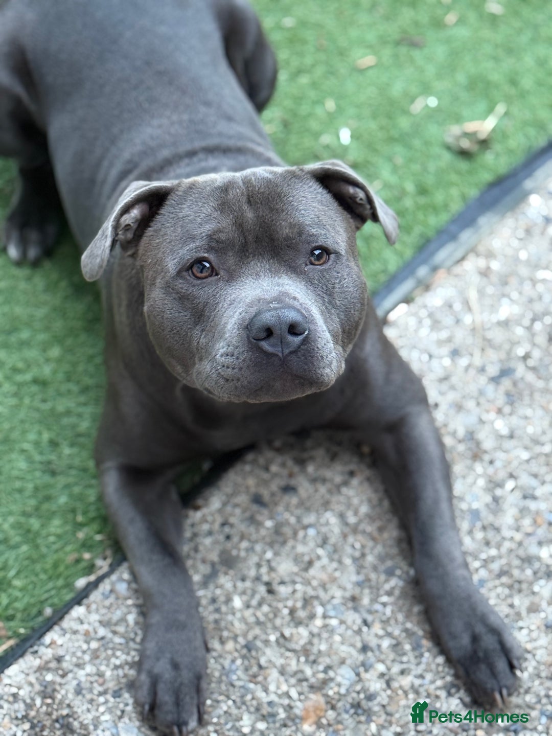 Staffordshire Bull Terrier dogs for sale: Exceptional blue staffies - Advert 4