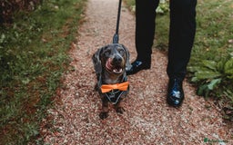 Miniature Dachshund dogs for stud: Proven dapple dachshund for stud - Image 14