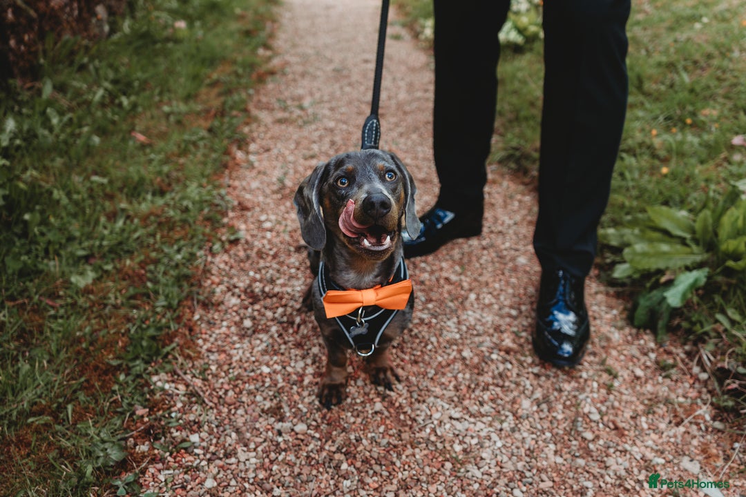Miniature Dachshund dogs for stud: Proven dapple dachshund for stud - Image 14