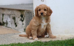 Cavapoo dogs for sale: F1 Cavapoo puppies for sale - Image 9