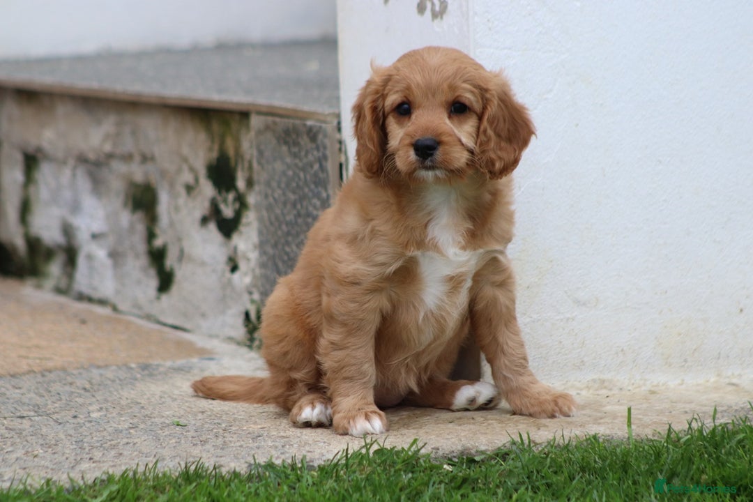 Cavapoo dogs for sale: F1 Cavapoo puppies for sale - Image 9