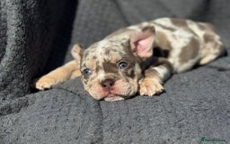 English Bulldog dogs for sale: Ready Now Beautiful English Bull Dogs KC reg  - Image 1